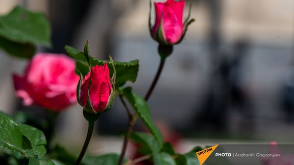 Бутон розы - Sputnik Армения
