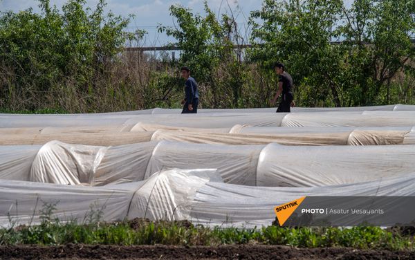 Жители села Маргара за работой - Sputnik Армения