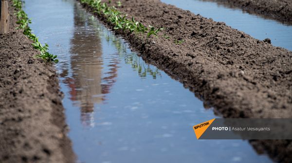Грядки с саженцами в селе Маргара - Sputnik Армения