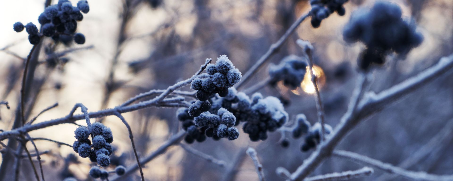 Зимняя погода в Санкт-Петербурге - Sputnik Արմենիա, 1920, 31.05.2021