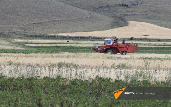 Բենիամին գյուղի չորացած արտերը  - Sputnik Արմենիա