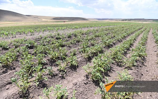 Բենիամին գյուղի չորացած արտերը  - Sputnik Արմենիա