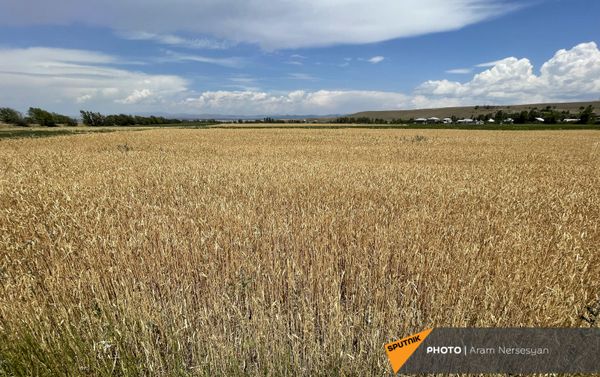 Բենիամին գյուղի չորացած արտերը  - Sputnik Արմենիա