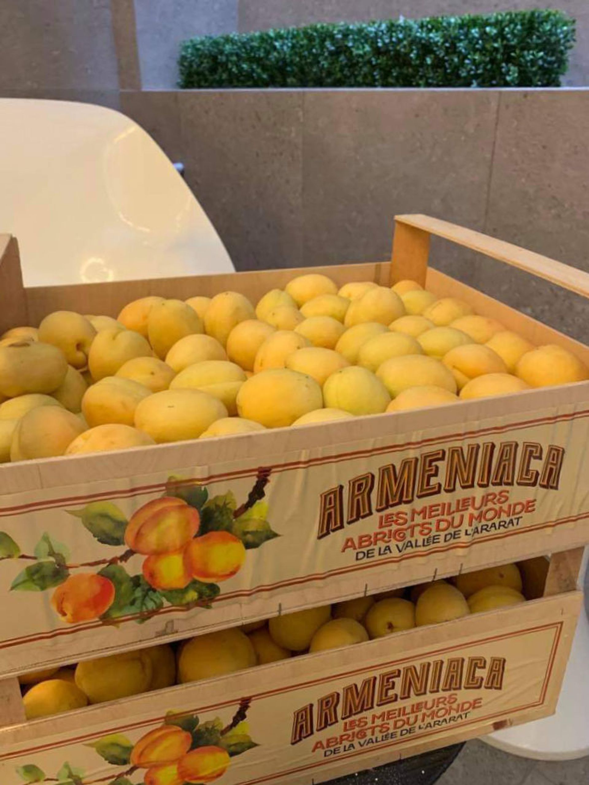 Ով չհասցրեց, եկող տարի կուտի. Ֆրանսիայում սկսել են տոննաներով հայկական ծիրան վաճառել  - Sputnik Արմենիա, 1920, 10.07.2021