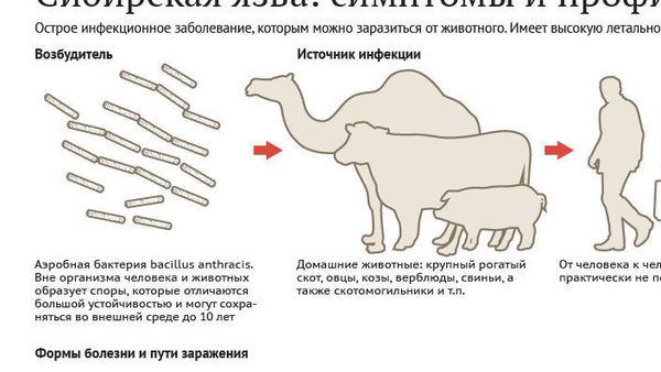 Сибирская язва: симптомы и профилактика - Sputnik Армения