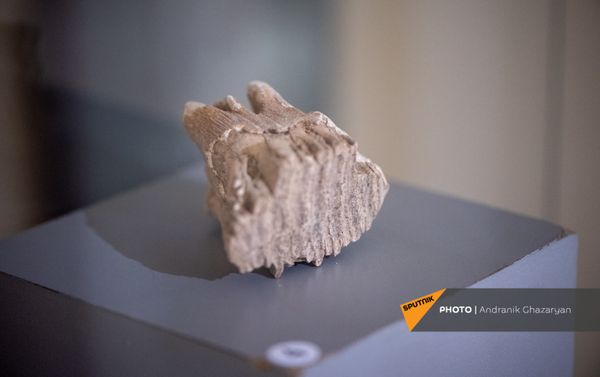 Артефакты, обнаруженные в Ереванской пещере, в экспозиции музея истории Еревана - Sputnik Армения