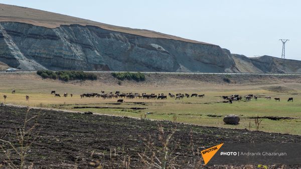 Пастбище близ села Покрашен Ширакской области - Sputnik Армения