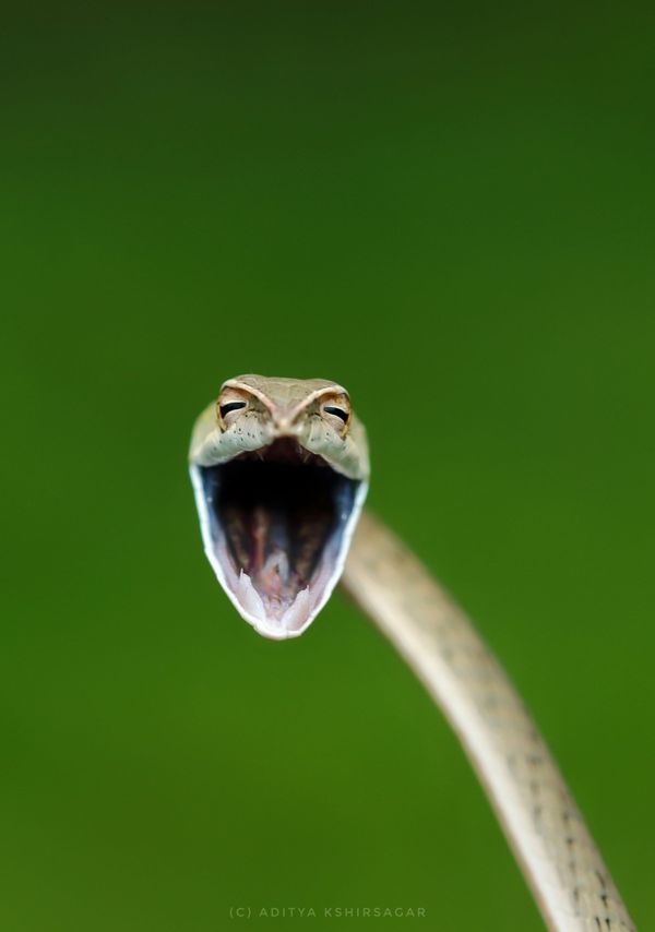 Снимок Laughing snake индийского фотографа Aditya Kshirsagar, ставший финалистом конкурса 2021 The Comedy Wildlife Photography Awards. Снимок Laughing snake индийского фотографа Aditya Kshirsagar, ставший финалистом конкурса 2021 The Comedy Wildlife Photography Awards. - Sputnik Армения