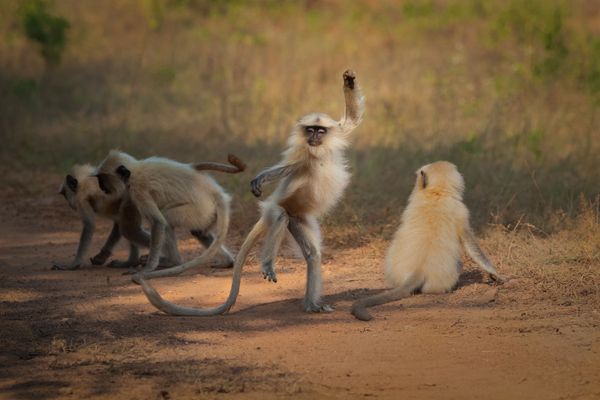 Снимок Dancing Away to Glory индийского фотографа Sarosh Lodhi, ставший финалистом конкурса 2021 The Comedy Wildlife Photography Awards. Снимок Dancing Away to Glory индийского фотографа Sarosh Lodhi, ставший финалистом конкурса 2021 The Comedy Wildlife Photography Awards. - Sputnik Армения