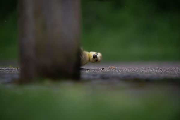 Снимок Peekaboo британского фотографа Charlie Page, ставший финалистом конкурса 2021 The Comedy Wildlife Photography Awards. Снимок Peekaboo британского фотографа Charlie Page, ставший финалистом конкурса 2021 The Comedy Wildlife Photography Awards. - Sputnik Армения