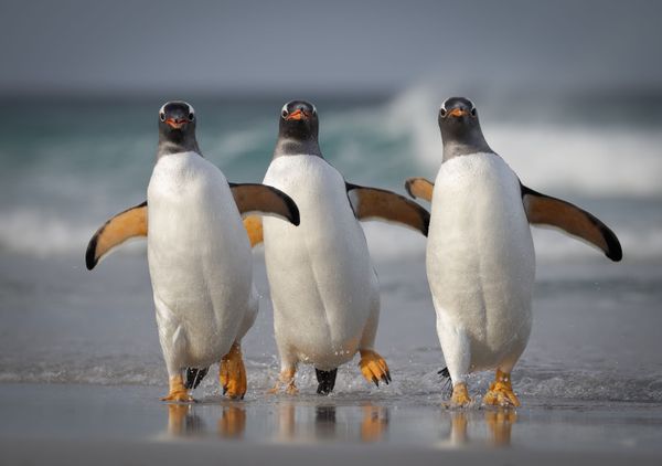 Снимок We're Too Sexy For This Beach американского фотографа Joshua Galicki, ставший финалистом конкурса 2021 The Comedy Wildlife Photography Awards. Снимок We're Too Sexy For This Beach американского фотографа Joshua Galicki, ставший финалистом конкурса 2021 The Comedy Wildlife Photography Awards. - Sputnik Армения