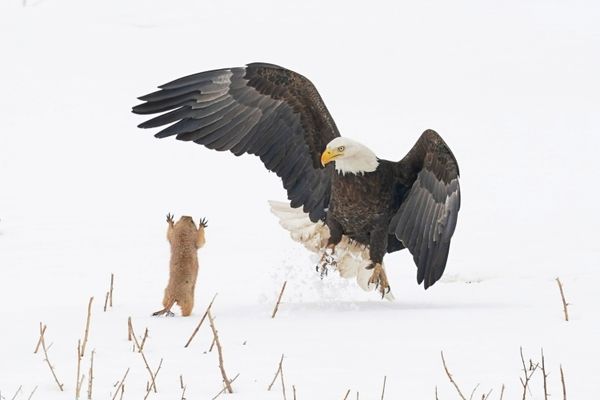 Снимок Ninja Prairie Dog! американского фотографа Arthur Trevino, ставший финалистом конкурса 2021 The Comedy Wildlife Photography Awards. Снимок Ninja Prairie Dog! американского фотографа Arthur Trevino, ставший финалистом конкурса 2021 The Comedy Wildlife Photography Awards. - Sputnik Армения