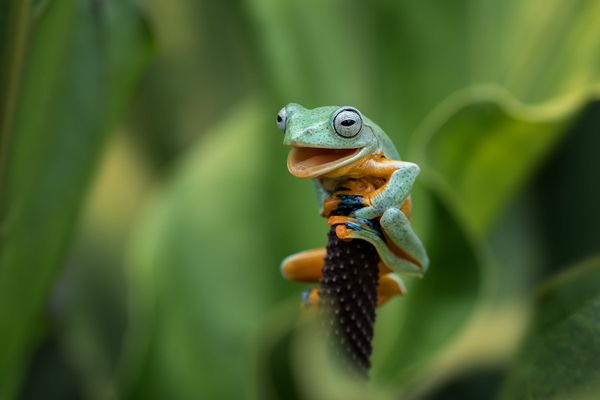 Снимок Yes, I did it индонезийского фотографа Dikky Oesin, ставший финалистом конкурса 2021 The Comedy Wildlife Photography Awards. Снимок Yes, I did it индонезийского фотографа Dikky Oesin, ставший финалистом конкурса 2021 The Comedy Wildlife Photography Awards. - Sputnik Армения