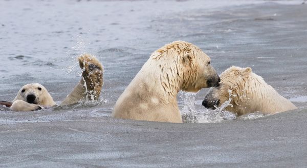 Снимок The Photo-Bombing Wave американского фотографа Cheryl Strahl, ставший финалистом конкурса 2021 The Comedy Wildlife Photography Awards. Снимок The Photo-Bombing Wave американского фотографа Cheryl Strahl, ставший финалистом конкурса 2021 The Comedy Wildlife Photography Awards. - Sputnik Армения
