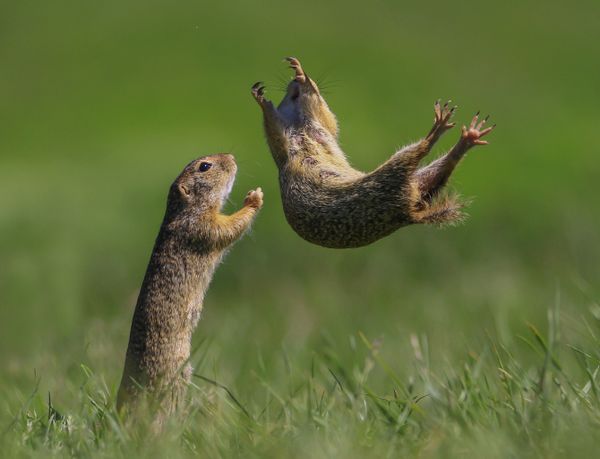Снимок I got you венгерского фотографа Roland Kranitz, ставший финалистом конкурса 2021 The Comedy Wildlife Photography Awards. Снимок I got you венгерского фотографа Roland Kranitz, ставший финалистом конкурса 2021 The Comedy Wildlife Photography Awards. - Sputnik Армения