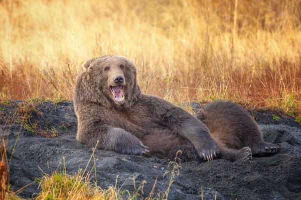 Снимок Draw me like one of your French Bears американского фотографа Wenona Suydam, ставший финалистом конкурса 2021 The Comedy Wildlife Photography Awards. Снимок Draw me like one of your French Bears американского фотографа Wenona Suydam, ставший финалистом конкурса 2021 The Comedy Wildlife Photography Awards. - Sputnik Армения