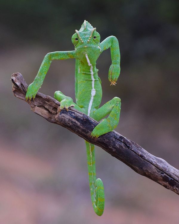 Снимок The Green Stylist индийского фотографа Gurumoorthy K, ставший финалистом конкурса 2021 The Comedy Wildlife Photography Awards. Снимок The Green Stylist индийского фотографа Gurumoorthy K, ставший финалистом конкурса 2021 The Comedy Wildlife Photography Awards. - Sputnik Армения