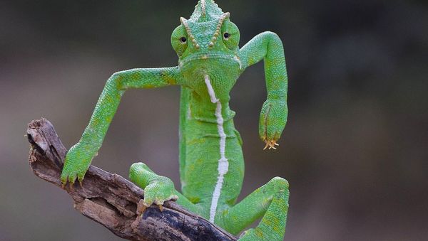 Снимок The Green Stylist индийского фотографа Gurumoorthy K, ставший финалистом конкурса 2021 The Comedy Wildlife Photography Awards - Sputnik Армения