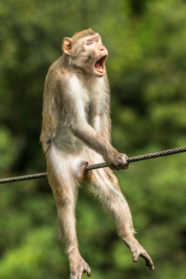 Снимок Ouch! британского фотографа Ken Jensen, ставший финалистом конкурса 2021 The Comedy Wildlife Photography Awards. Снимок Ouch! британского фотографа Ken Jensen, ставший финалистом конкурса 2021 The Comedy Wildlife Photography Awards. - Sputnik Армения