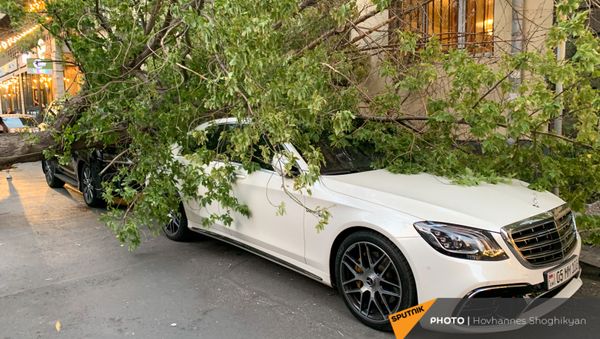 Перевернутое из-за ветра дерево на улице Парпеци (7 сентября 2021). Еревaн - Sputnik Արմենիա