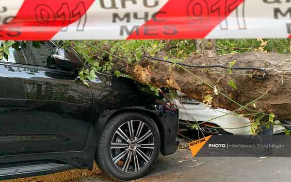 Перевернутое из-за ветра дерево на улице Парпеци (7 сентября 2021). Еревaн - Sputnik Армения