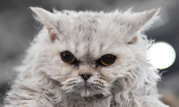 Գաղտնիք չէ, որ կատուներն ատում են աղմուկ, վազվզոց և ․․․ մարդկանց։ Այս ջղային մռութով փիսիկը այդ թեորեմի ապացույցն է։ Սելկիրկ ռեքս ցեղատեսակի կատվին նկարել են Մոսկվայում կայացած Grand Prix Royal Canin-2017 միջազգային ցուցահանդեսում։ - Sputnik Արմենիա
