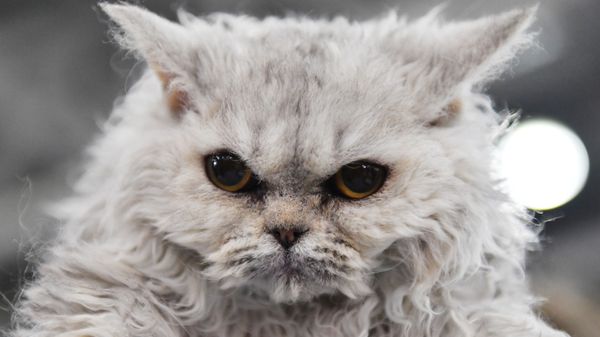 Кошка на международной выставке Гран-при Royal Canin-2017 в Москве - Sputnik Армения