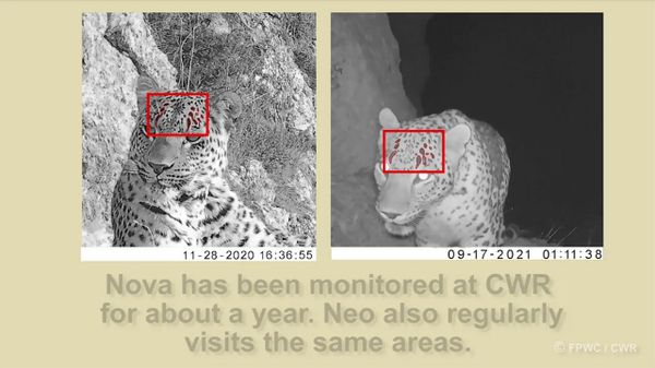 Նովա հովազը վերադարձել է CWR/Nova is back to CWR - Sputnik Արմենիա
