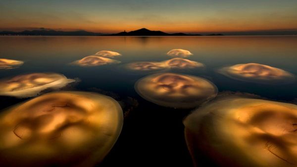 Снимок Medusa ballet испанского фотографа Angel Fitor, ставший победителем конкурса European Wildlife Photographer of the Year 2021 - Sputnik Армения
