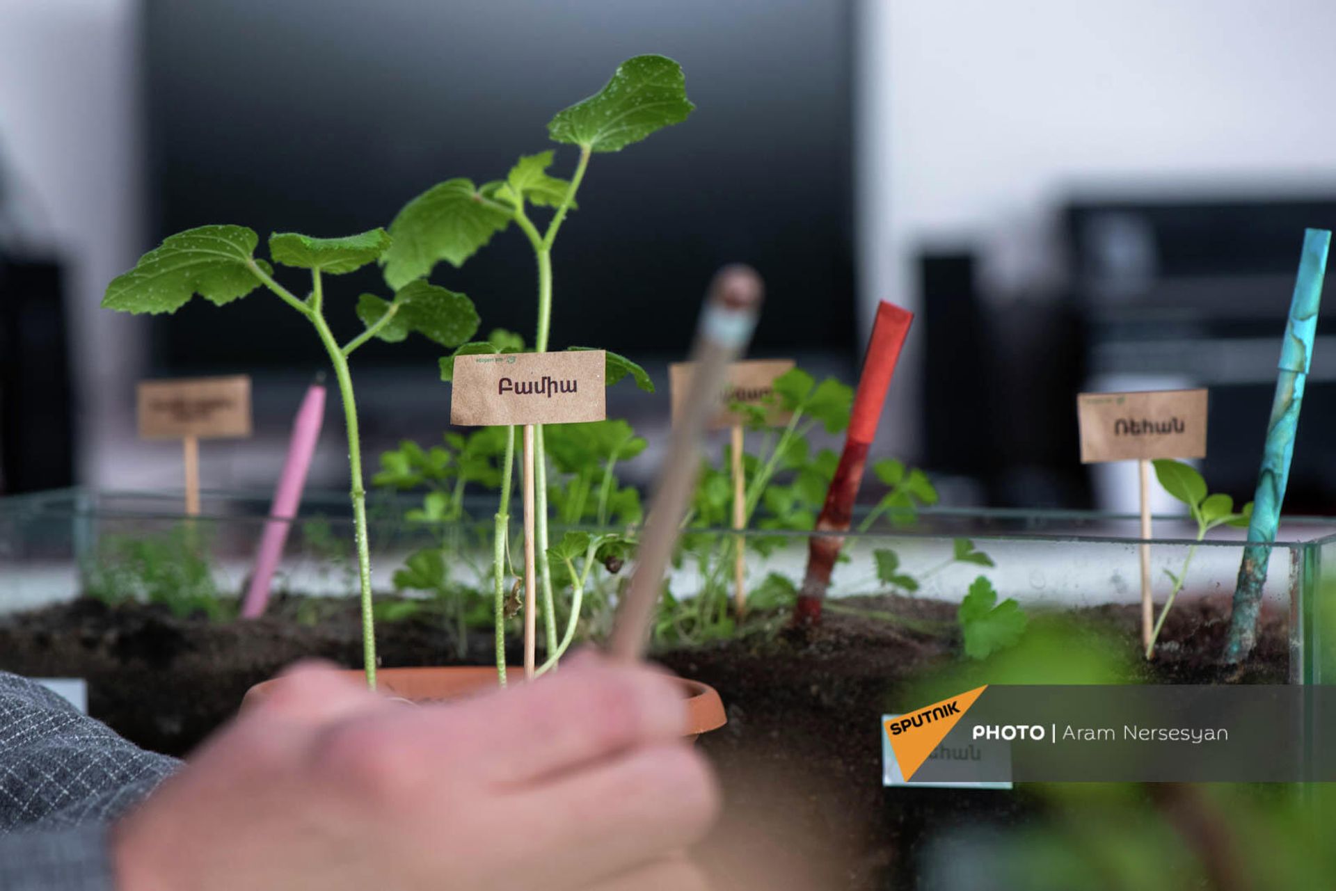 Выращенные ростки из ручек Eco pen Выращенные ростки из ручек Eco pen - Sputnik Արմենիա, 1920, 26.11.2021