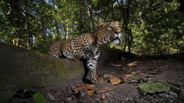 Снимок Catwalk фотографа Shivang Mehta, ставший финалистом в категории Wildscape & Animals in Habitat конкурса Nature inFocus Photography Contest 2021 - Sputnik Армения