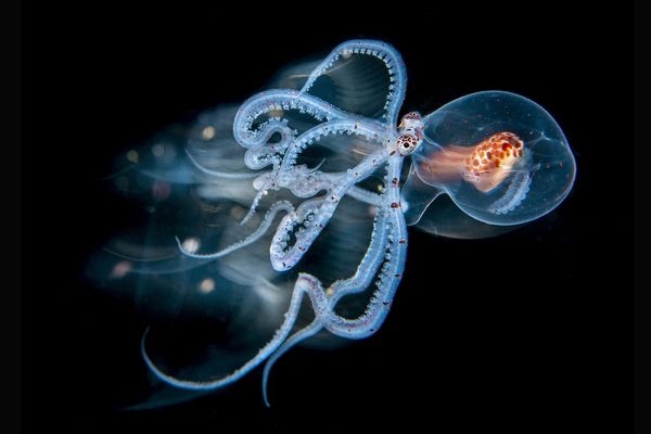 Моллюск Wunderpus photogenicus.Снимок "Иллюзионист" (The Illusionist) фотографа Магнуса Лундгрена стал финалистом в категории Creative Nature Photography. - Sputnik Армения