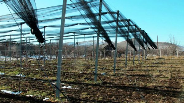 Современные теплицы интенсивной мощности в школах ряда поселков Лори Тавушской области - Sputnik Армения