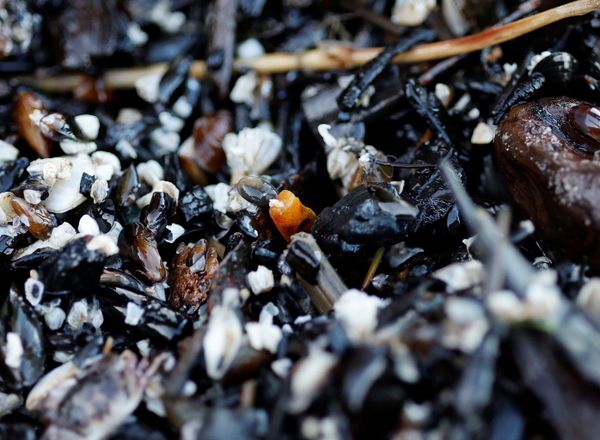 Самородок янтаря среди гальки на берегу Балтийского моря - Sputnik Армения