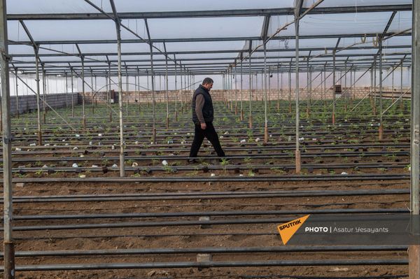 Теплицы с рассадой томатов в селе Гукасаван Араратской области Теплицы с рассадой томатов в селе Гукасаван Араратской области - Sputnik Армения