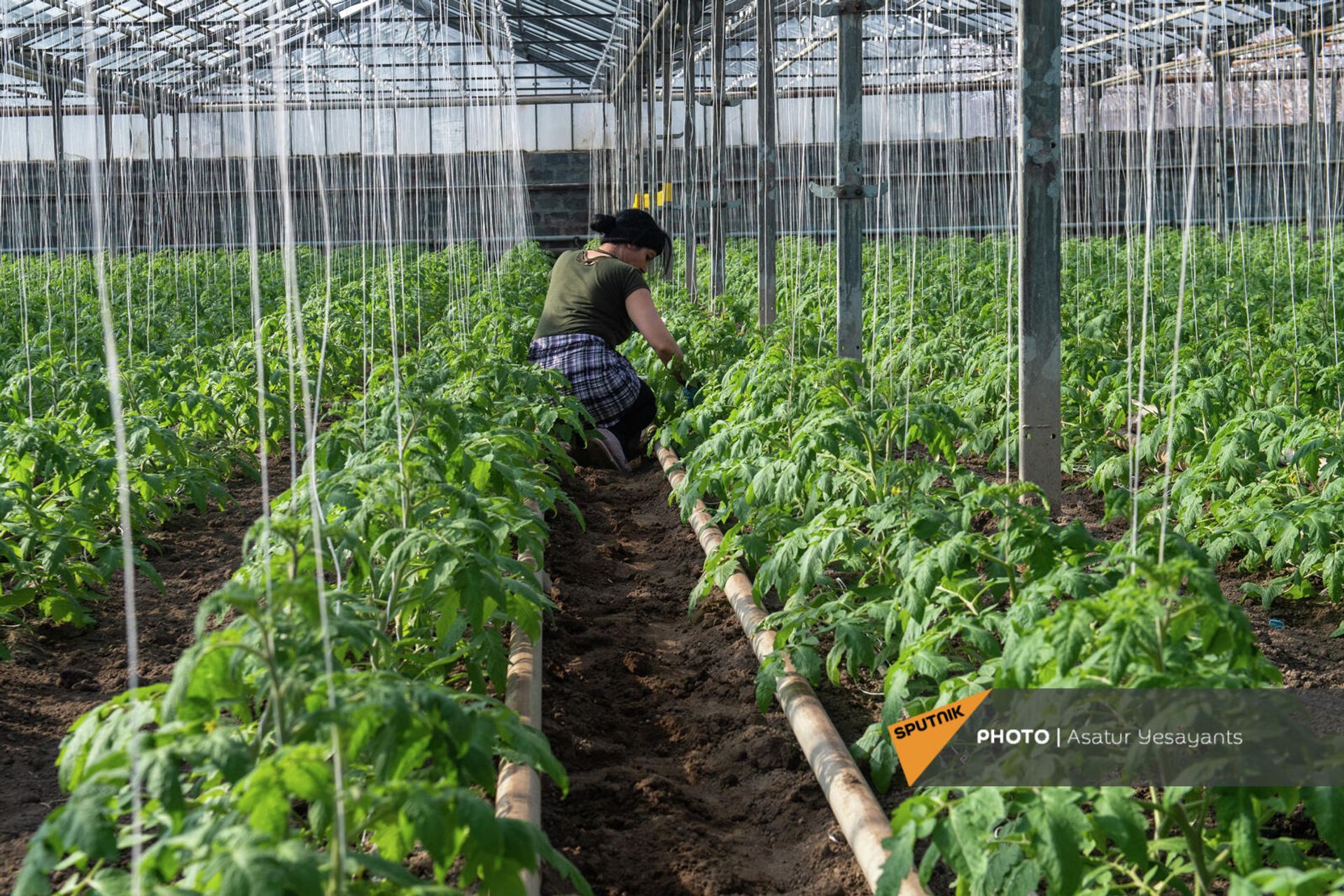 Արարատի մարզի Ղուկասավան գյուղի լոլիկի ջերմոցային տնտեսություն - Sputnik Արմենիա, 1920, 28.01.2022