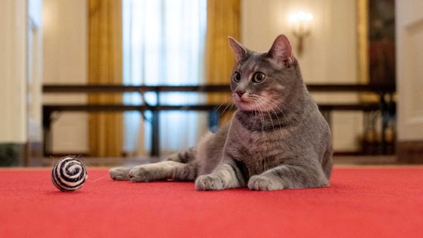 Кошка Уиллоу в Белом доме - Sputnik Армения