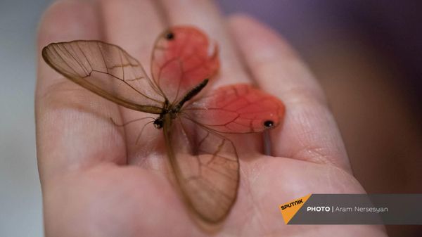 Получившие ранение солдаты изготавливают композиции из бабочек в реабилитационном центре Защитник Отечества - Sputnik Армения