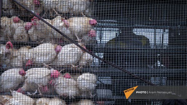 Птицефабрика  - Sputnik Армения