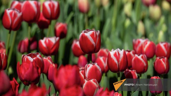 Ярмарка тюльпанов в центре Еревана - Sputnik Армения