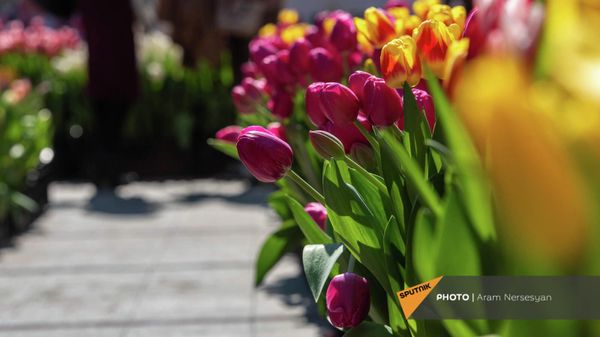 Ярмарка тюльпанов в центре Еревана - Sputnik Армения