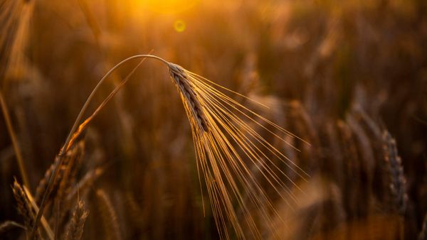 Ավետիսյան. Մեզ մոտ ցորենի և պարենային որոշ այլ ապրանքների ինքնաբավությունը ցավոք շատ ցածր է - Sputnik Արմենիա
