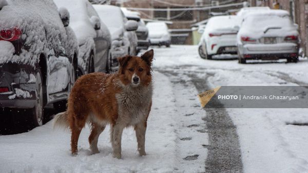 Весенний снег в Ереване - Sputnik Армения