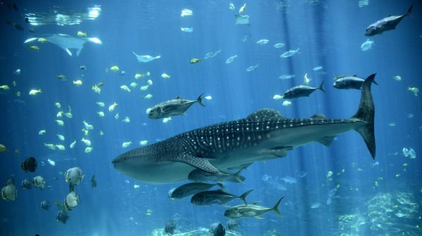 Выставка Ocean Voyager в аквариуме Атланты - Sputnik Армения