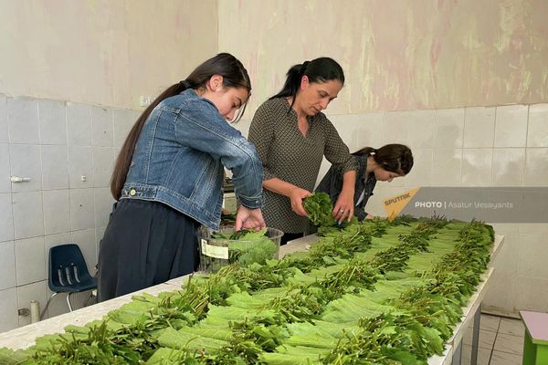 Ամբերդի դպրոցի անձնակազմը խաղողի տերև ներն է ամբարում, որ վաճառեն։ - Sputnik Արմենիա