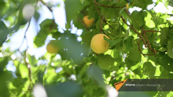 Ծիրան - Sputnik Արմենիա