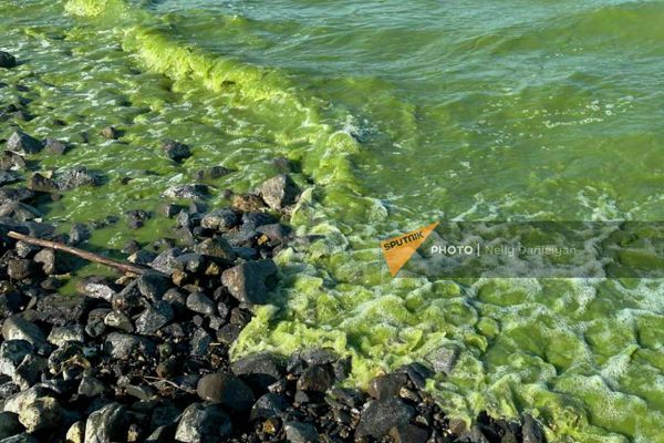 Зеленая тина на берегу и в воде озера Севан - Sputnik Армения