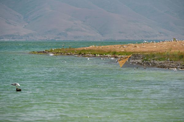 Կանաչած Սևանը Կանաչած Սևանը - Sputnik Արմենիա