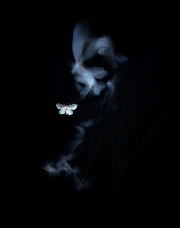 Снимок Kissed by a ghost  венгерского фотографа Тибора Литаузски, ставший первым в категории Other Animals - Sputnik Армения