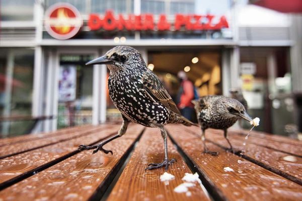 Снимок Kebab and pizza немецкого фотографа АнтонаТрекселера, победивший в категории Young Photographers 15 to 17 years - Sputnik Армения